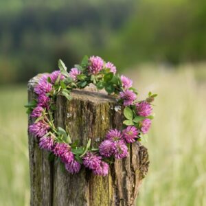 Unique Ideas for Hosting a Spring Wedding in 2023